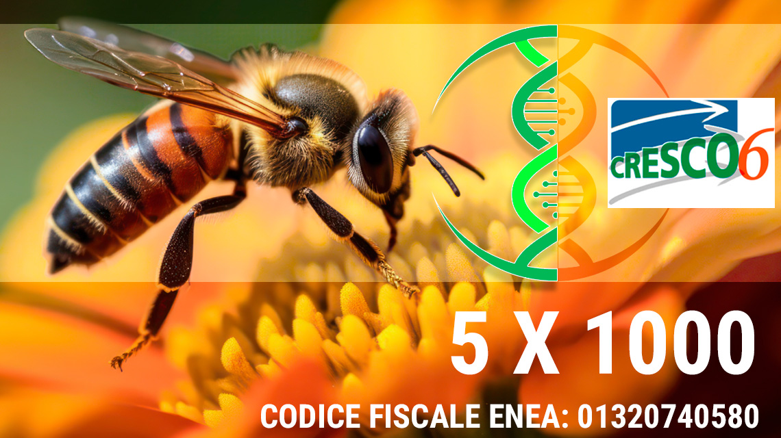 Ambiente: alla protezione delle api il 5×1000 per la ricerca scientifica ENEA