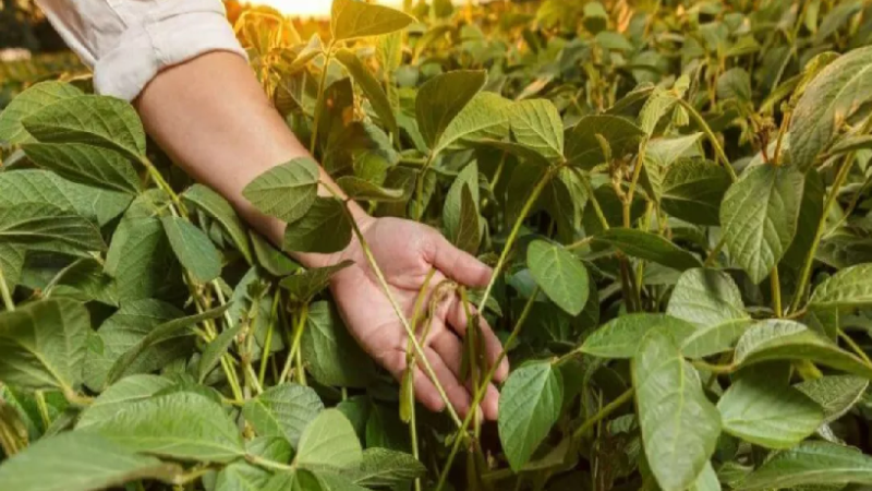 Il regalo di Natale per Dottori Agronomi e Forestali: coefficiente di rivalutazione più alto, pensioni più basse